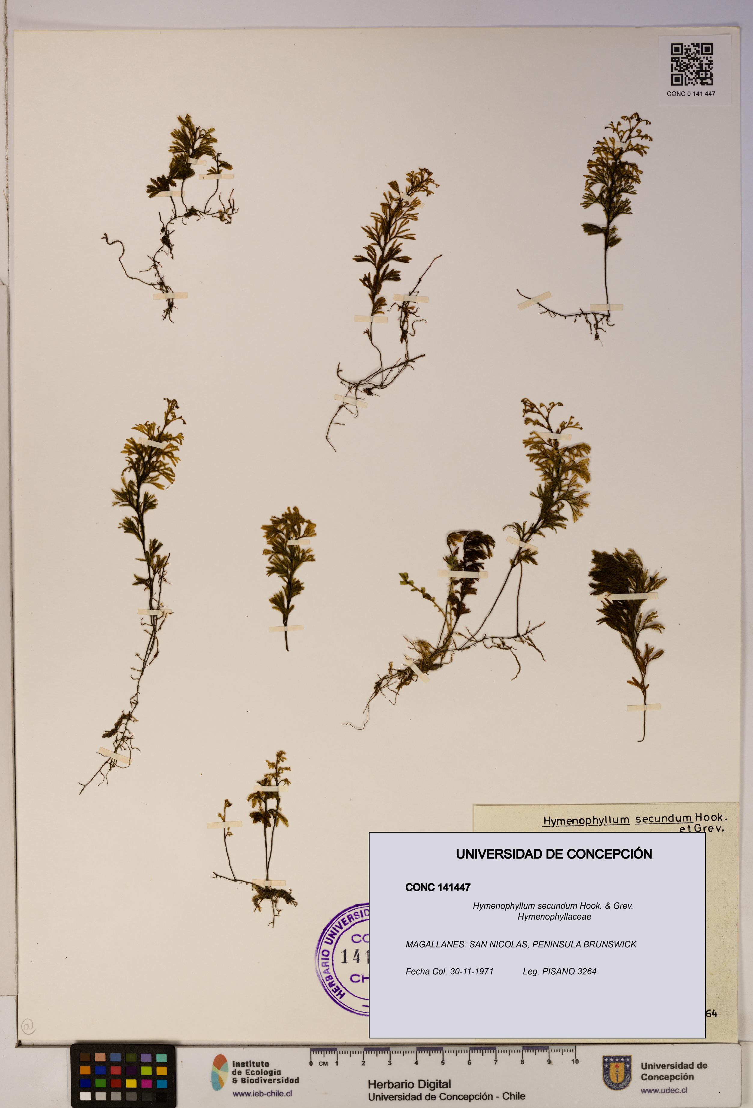 Hymenophyllum secundum [Espécimen: ]