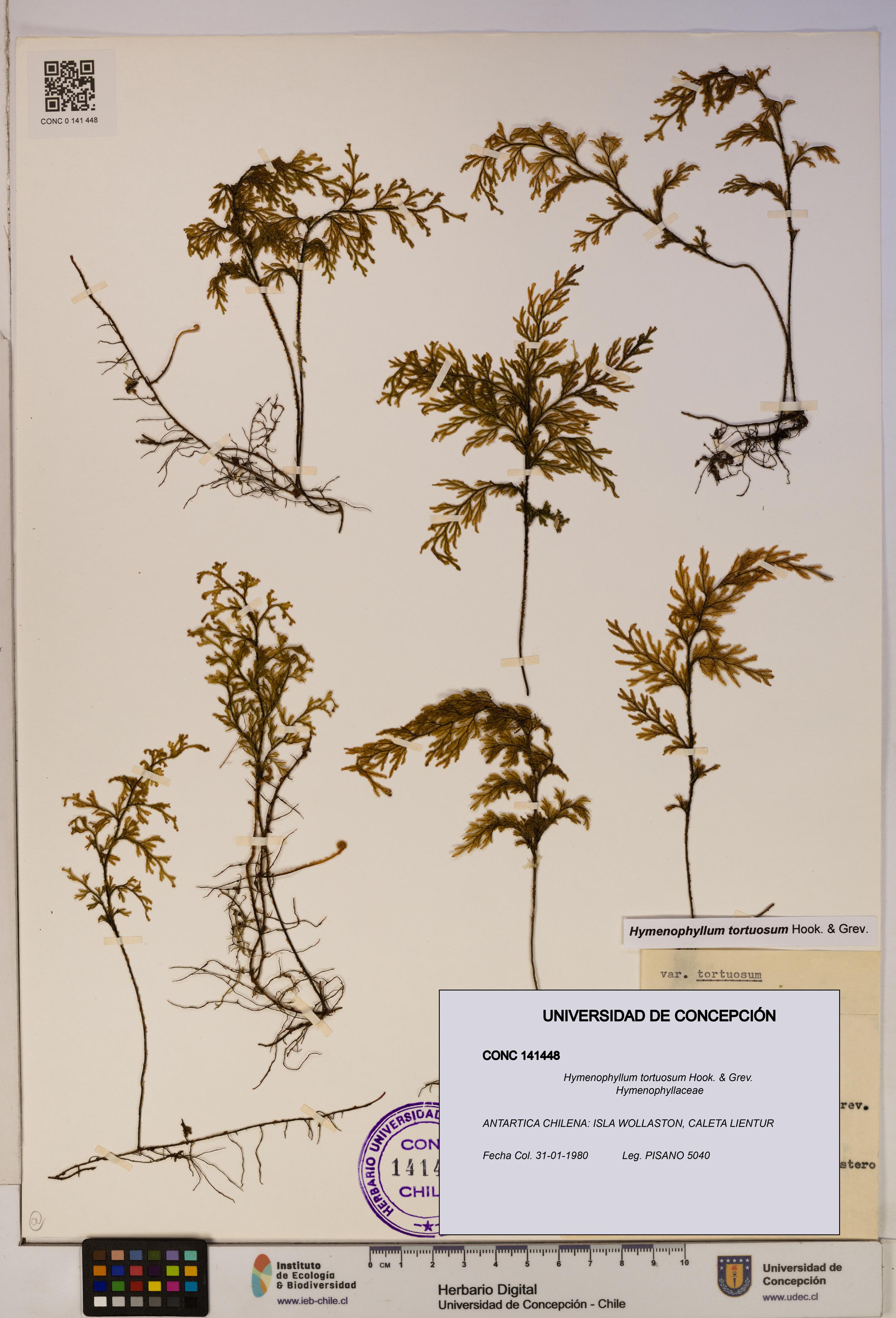 Hymenophyllum tortuosum [Espécimen: ]
