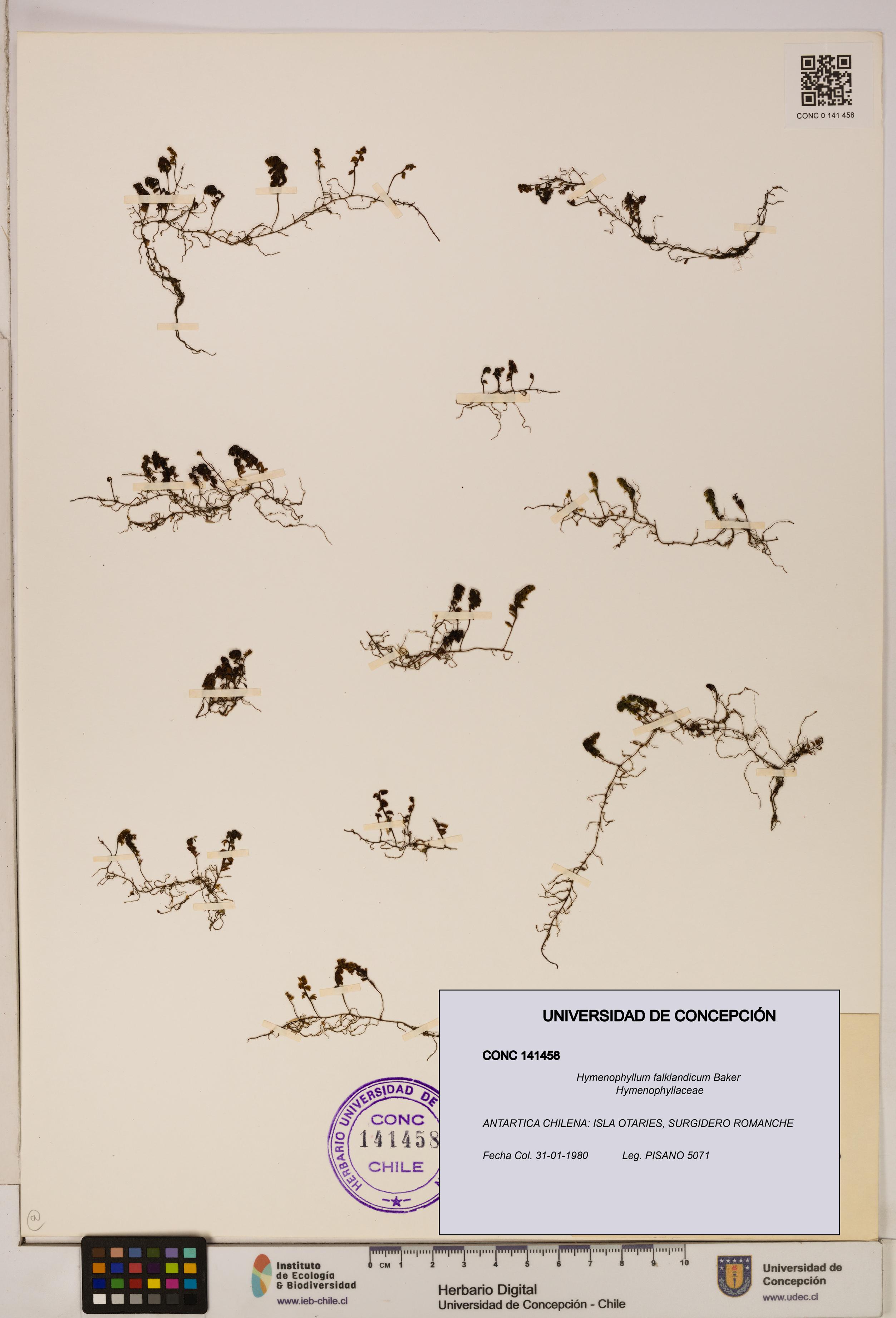 Hymenophyllum falklandicum [Espécimen: UDEC:CONC:0141458]