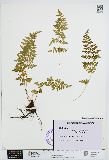Cystopteris apiiformis [Espécimen: UDEC:CONC:0141460]