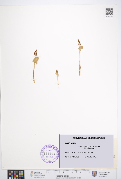 Botrychium dusenii [Espécimen: UDEC:CONC:0141463]