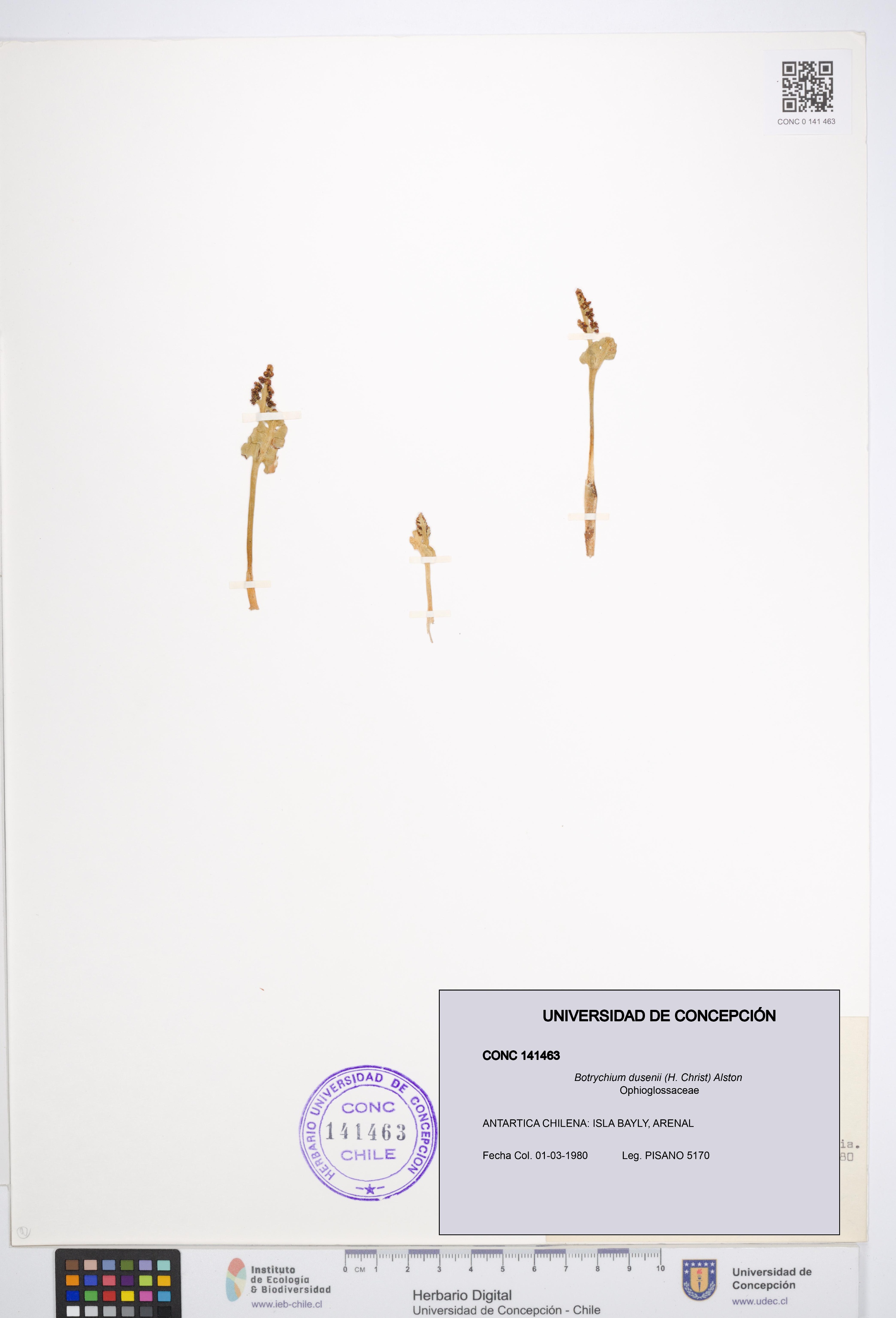 Botrychium dusenii [Espécimen: UDEC:CONC:0141463]