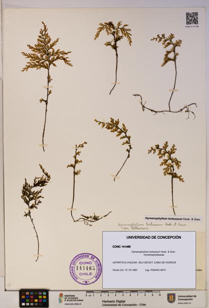 Hymenophyllum tortuosum [Espécimen: ]