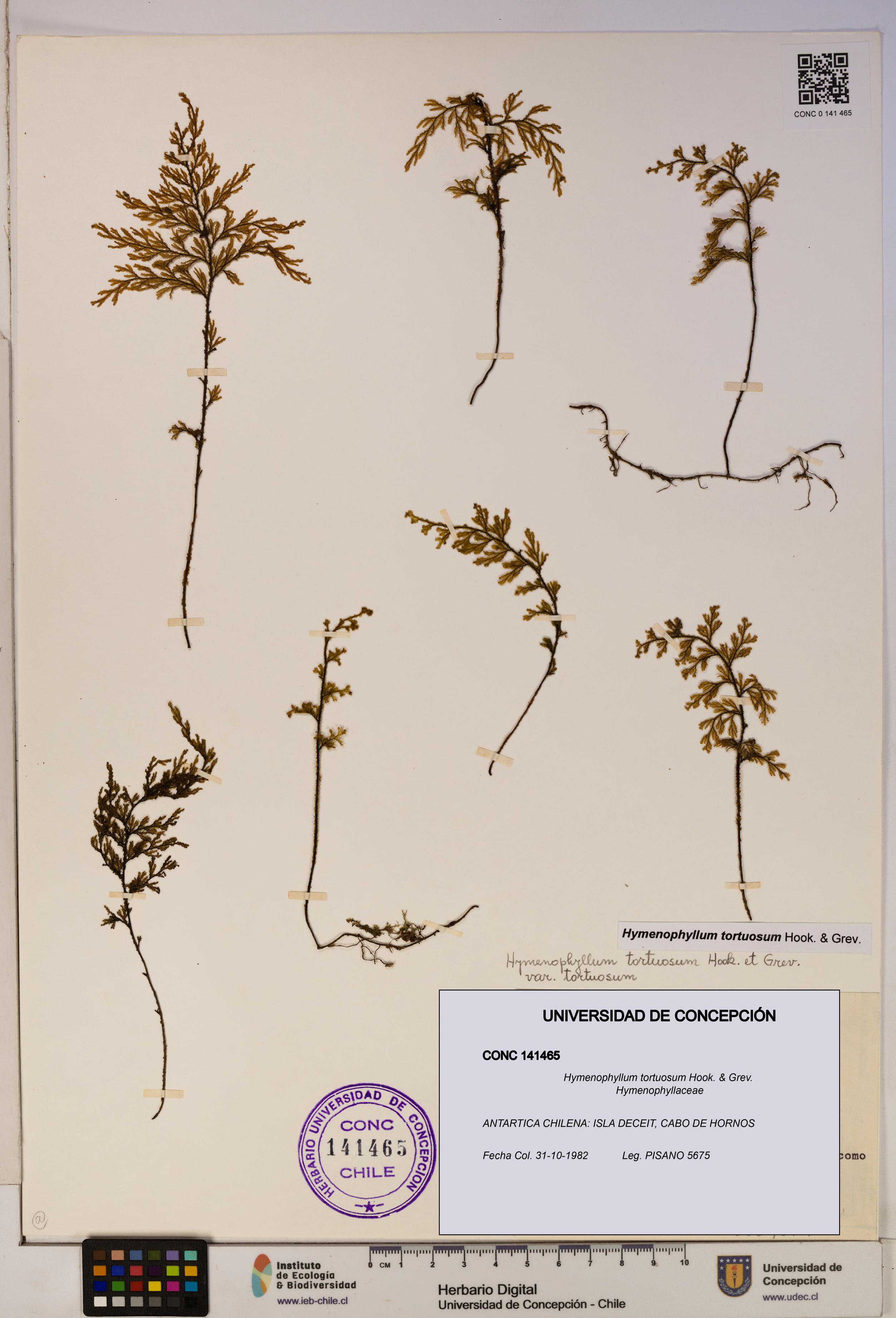 Hymenophyllum tortuosum [Espécimen: ]