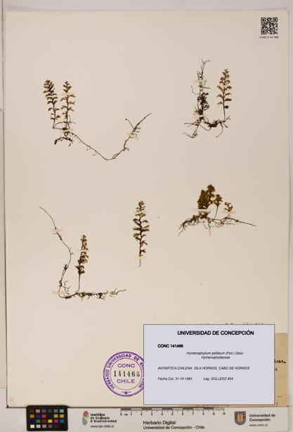 Hymenophyllum peltatum [Espécimen: ]