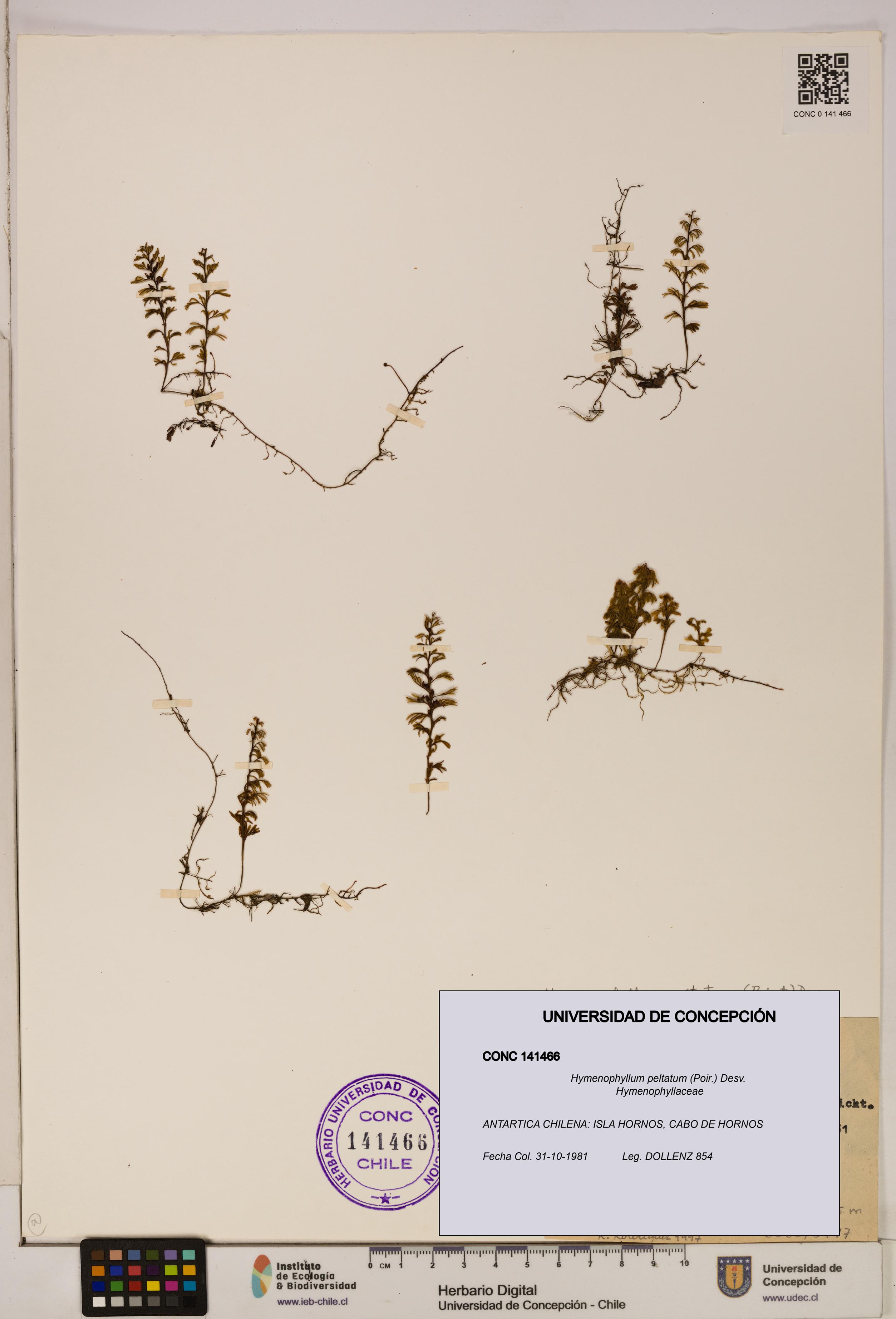 Hymenophyllum peltatum [Espécimen: ]