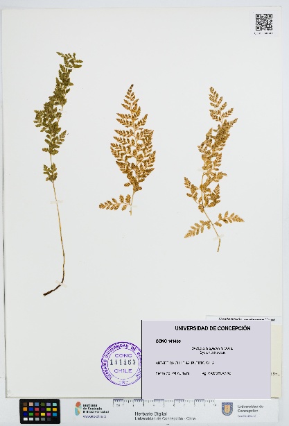 Cystopteris apiiformis [Espécimen: UDEC:CONC:0141469]