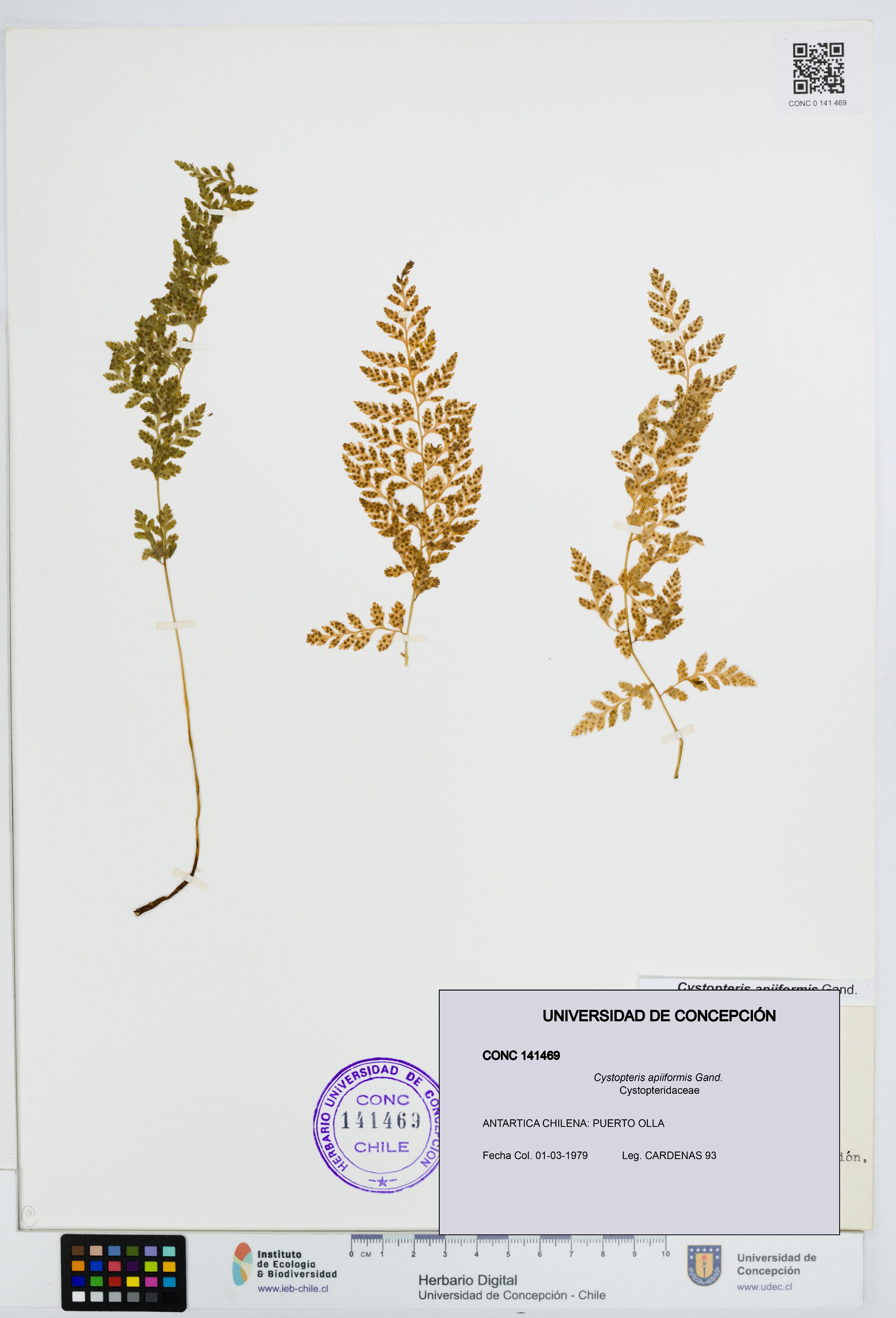 Cystopteris apiiformis [Espécimen: UDEC:CONC:0141469]