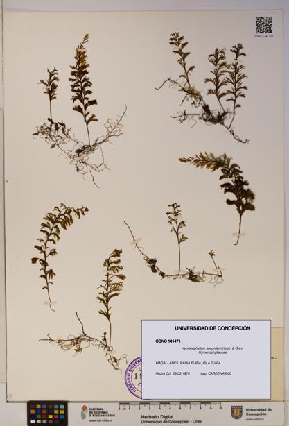 Hymenophyllum secundum [Espécimen: ]
