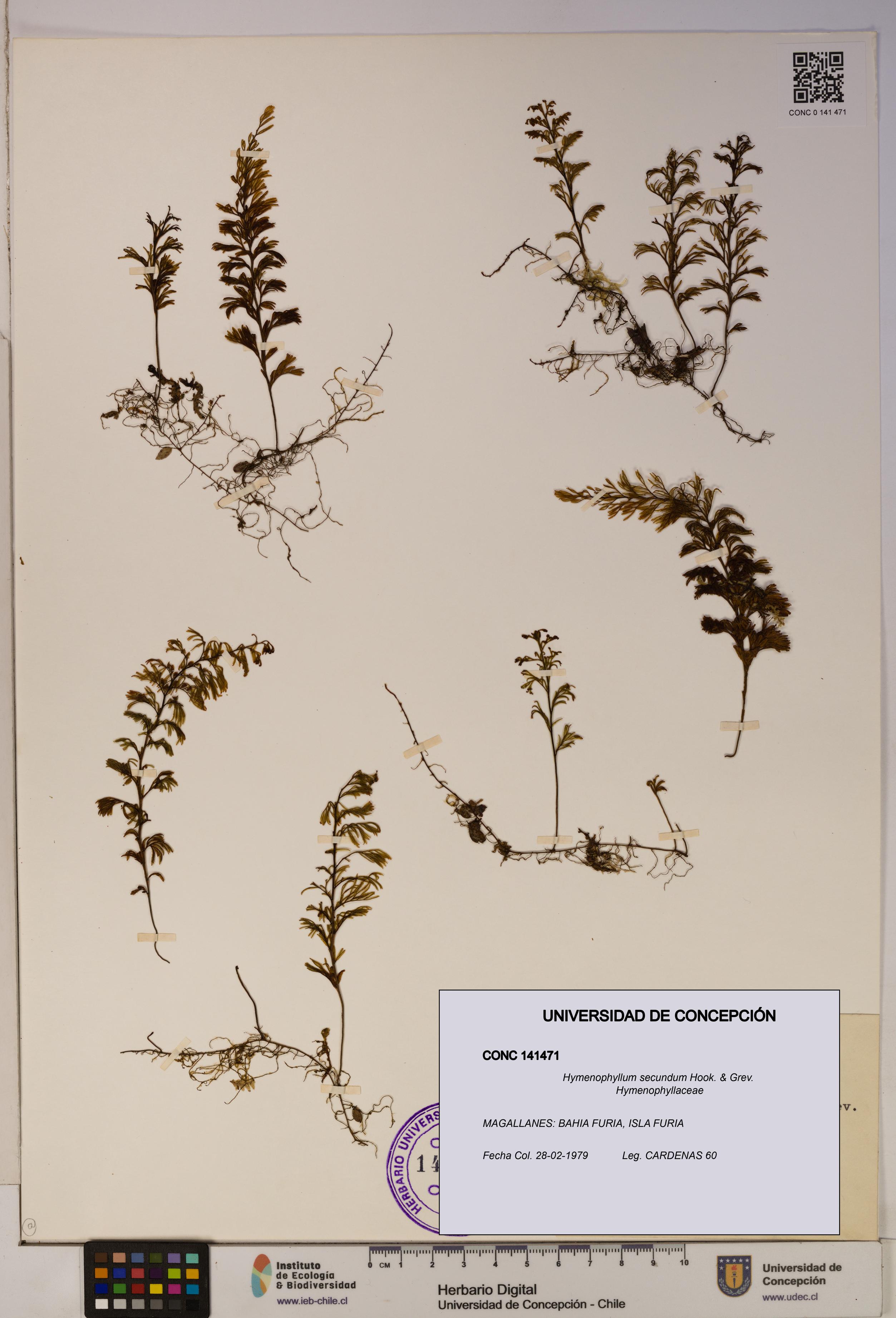 Hymenophyllum secundum [Espécimen: ]