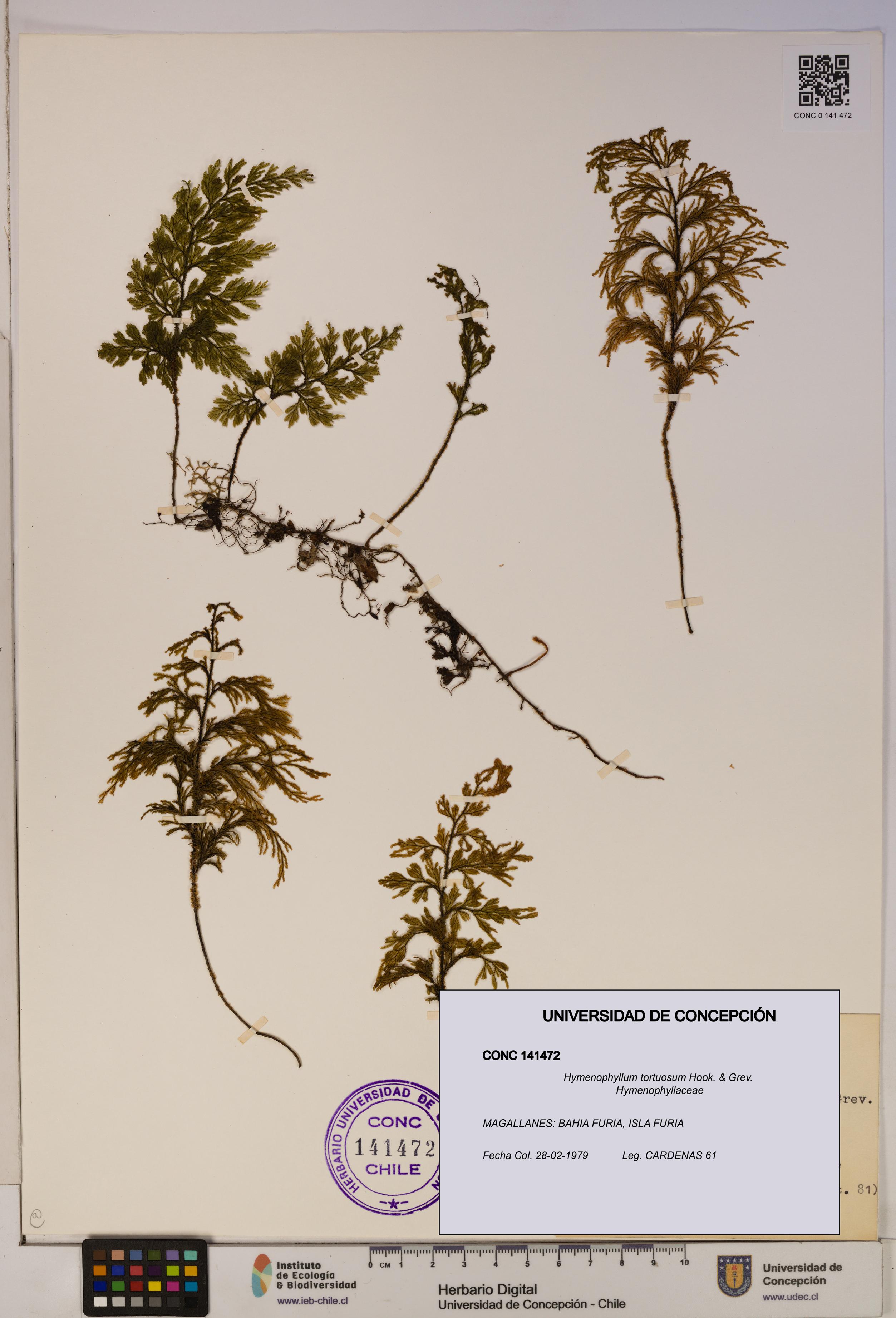 Hymenophyllum tortuosum [Espécimen: ]