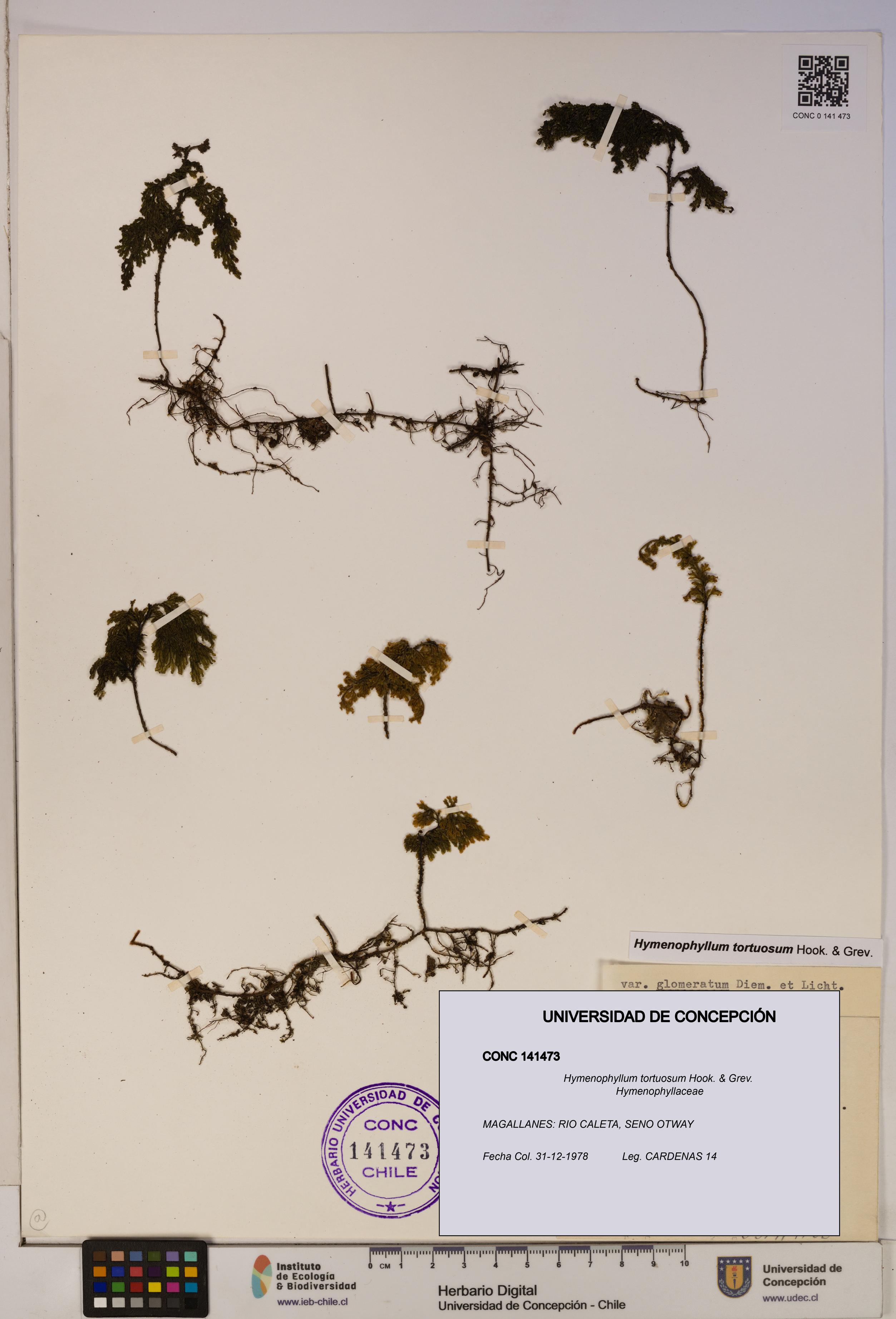 Hymenophyllum tortuosum [Espécimen: ]