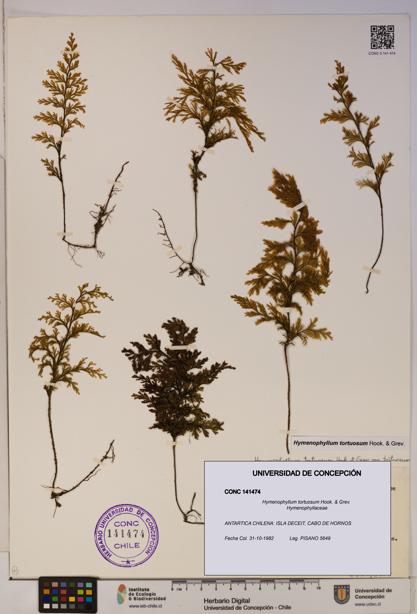 Hymenophyllum tortuosum [Espécimen: ]