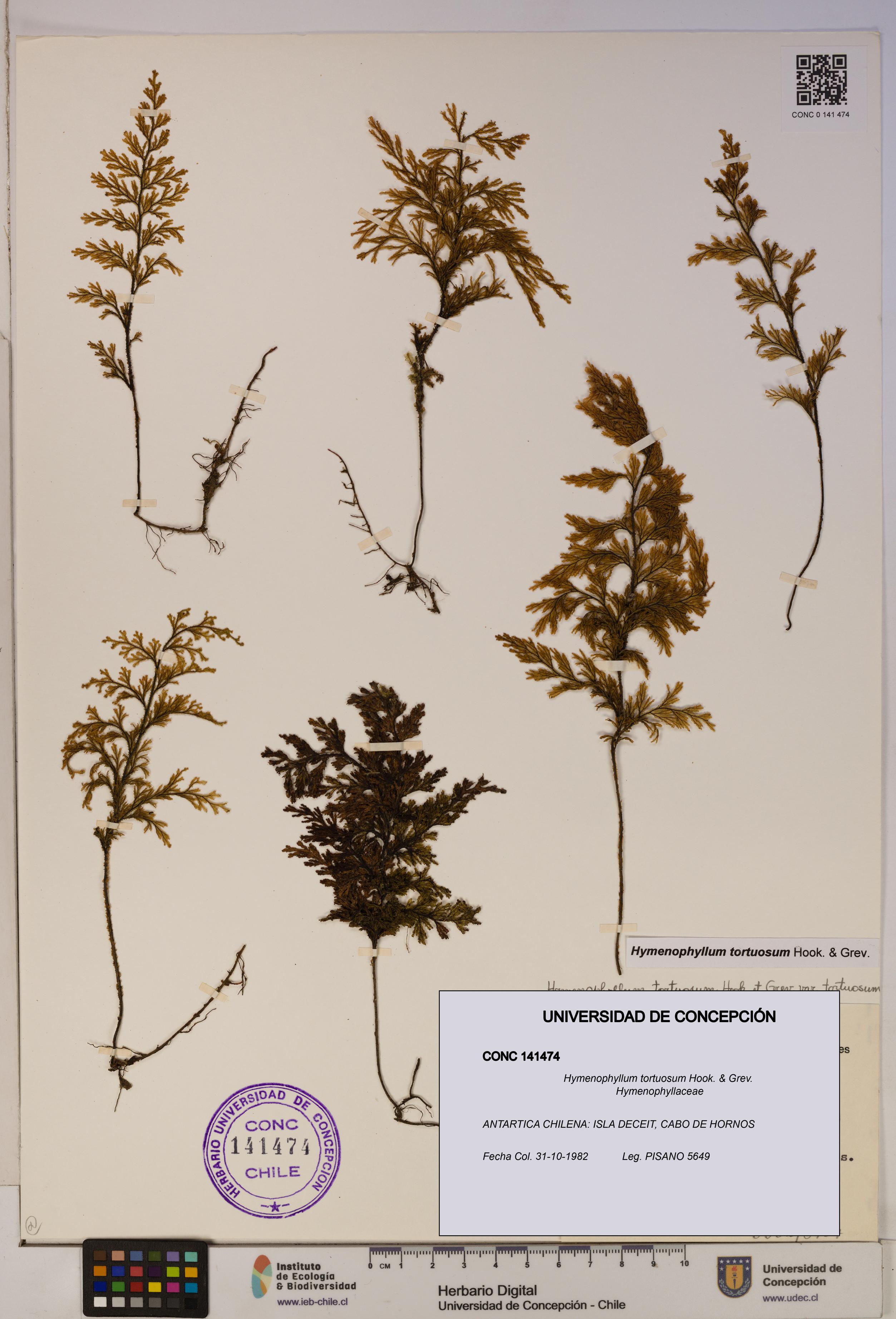 Hymenophyllum tortuosum [Espécimen: ]
