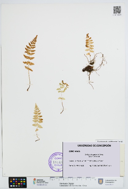 Cystopteris apiiformis [Espécimen: UDEC:CONC:0141478]