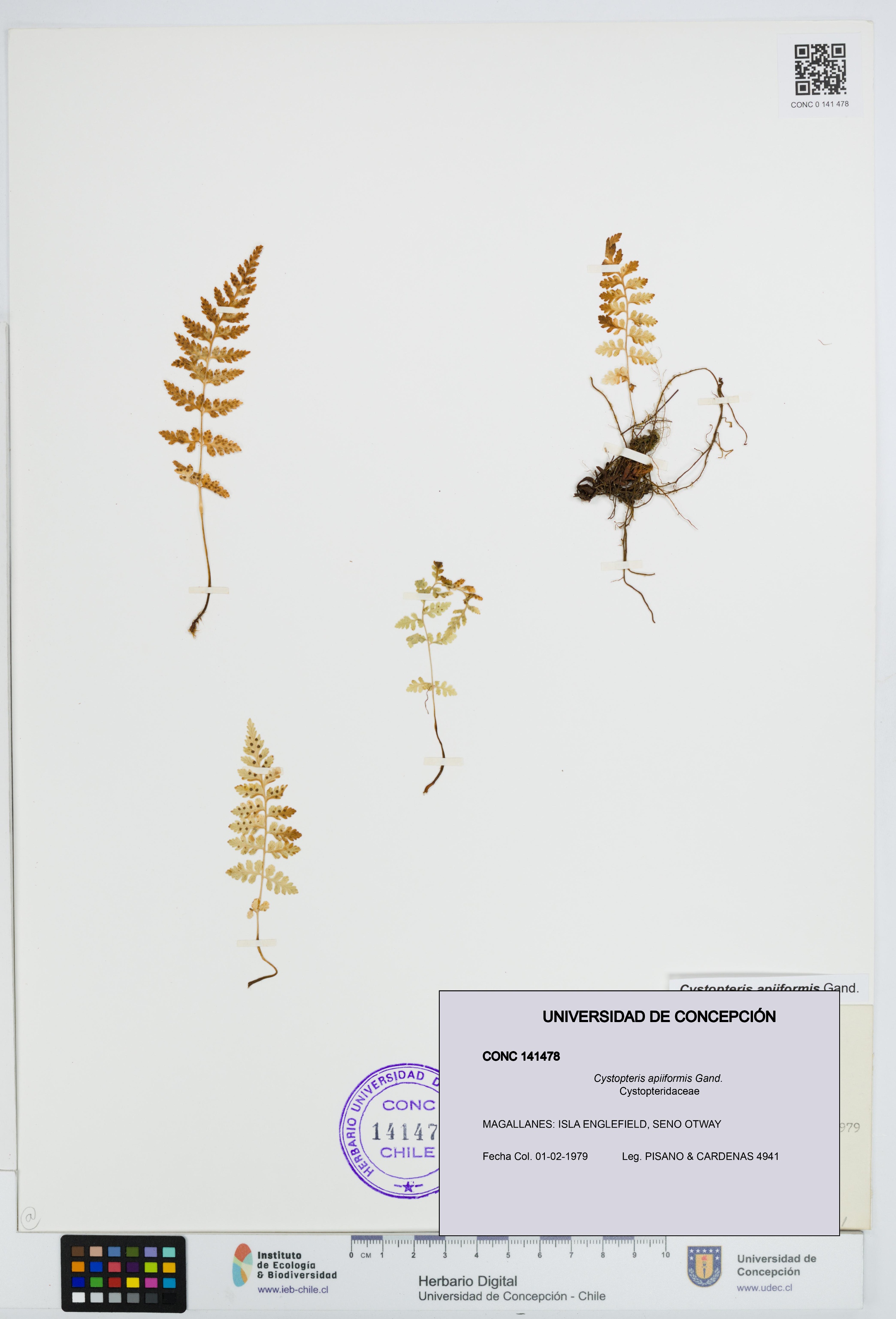 Cystopteris apiiformis [Espécimen: UDEC:CONC:0141478]