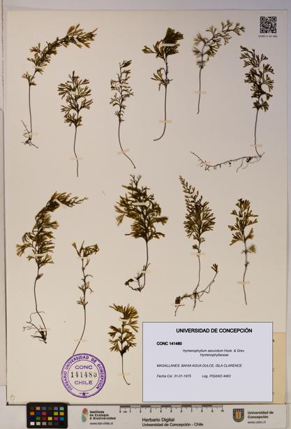 Hymenophyllum secundum [Espécimen: ]