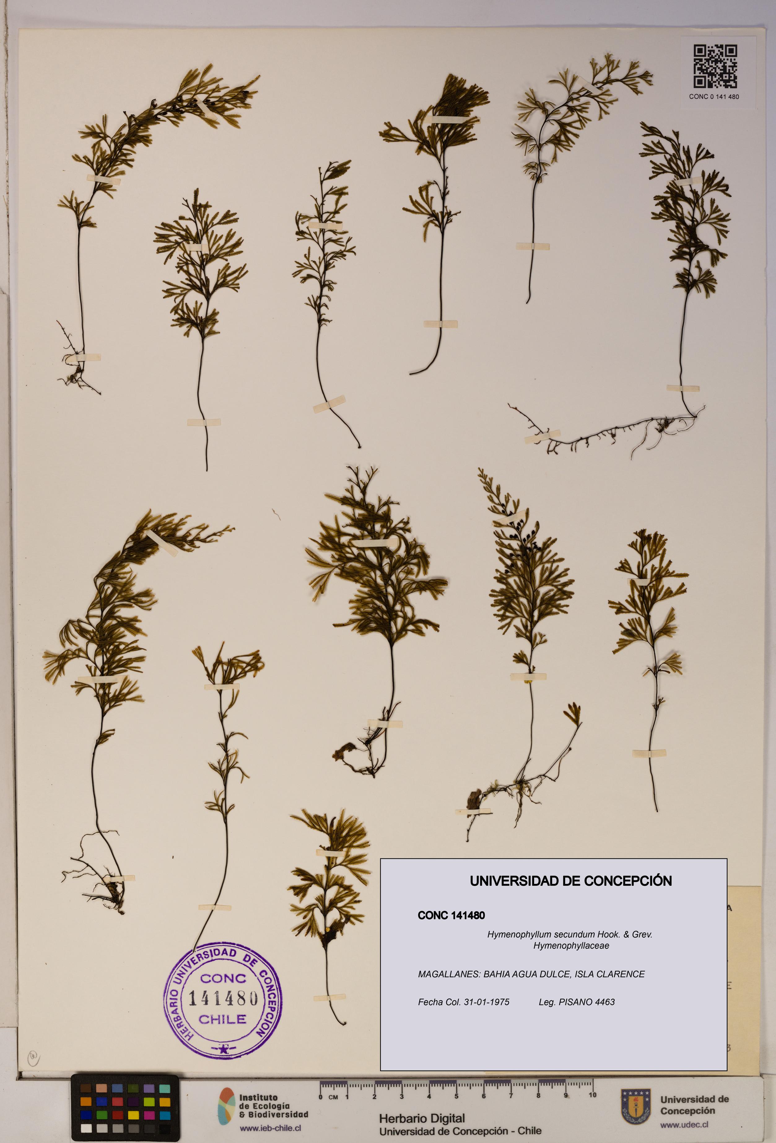 Hymenophyllum secundum [Espécimen: ]