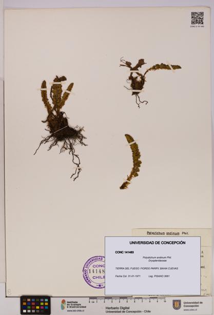 Polystichum andinum [Espécimen: UDEC:CONC:0141483]