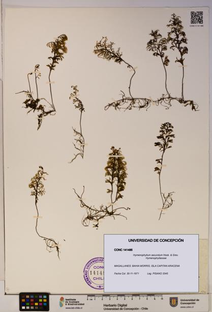 Hymenophyllum secundum [Espécimen: ]