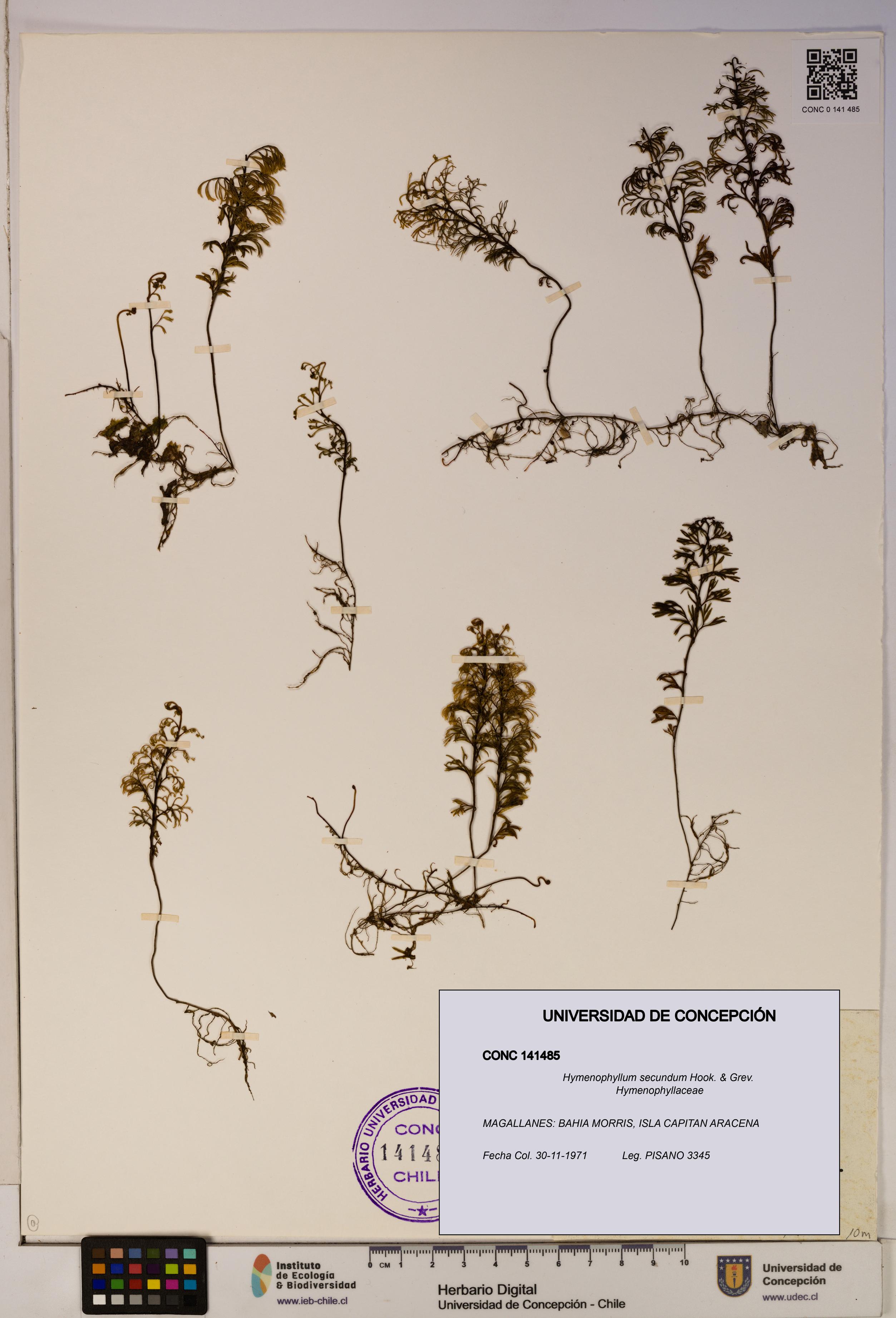 Hymenophyllum secundum [Espécimen: ]