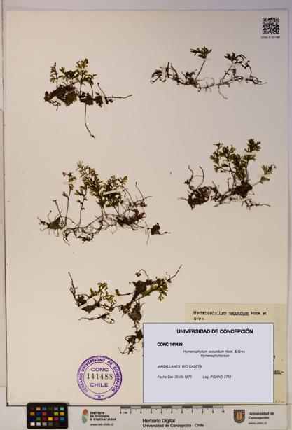 Hymenophyllum secundum [Espécimen: ]