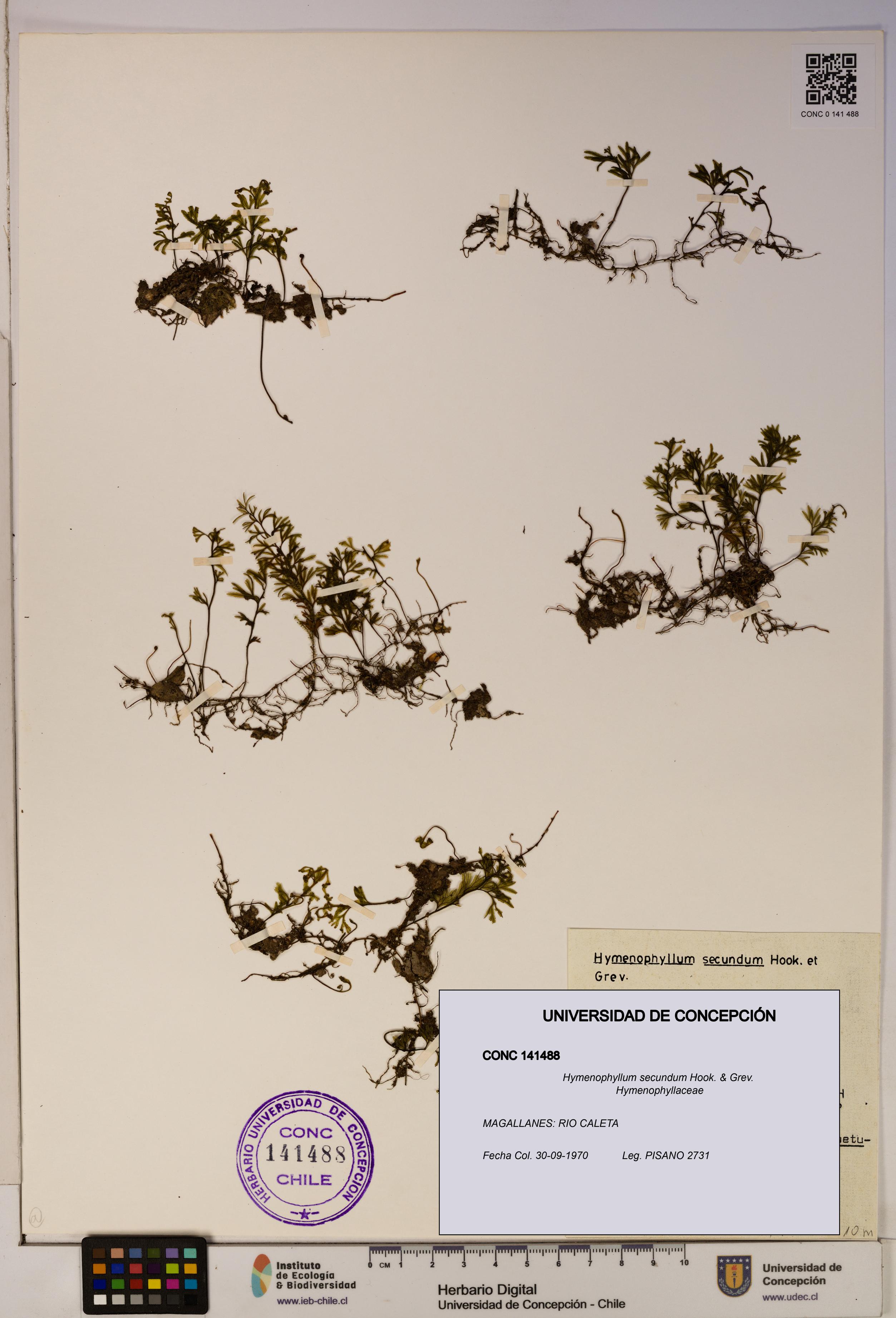 Hymenophyllum secundum [Espécimen: ]