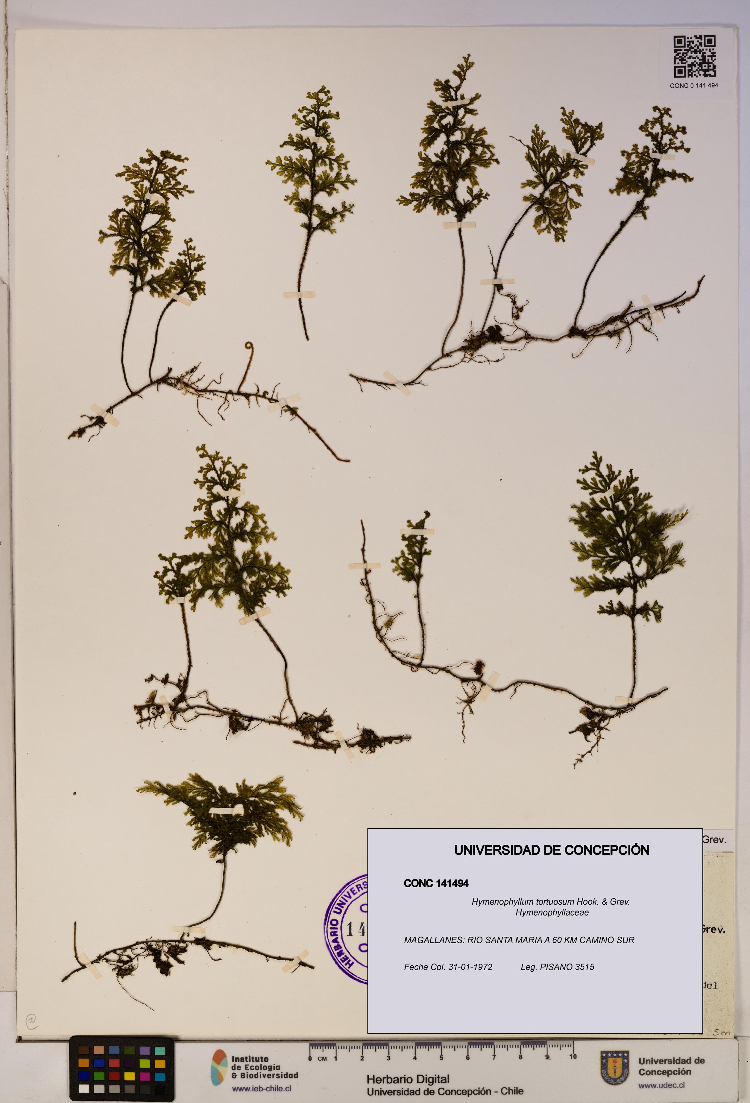 Hymenophyllum tortuosum [Espécimen: ]
