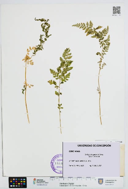 Cystopteris apiiformis [Espécimen: UDEC:CONC:0141495]