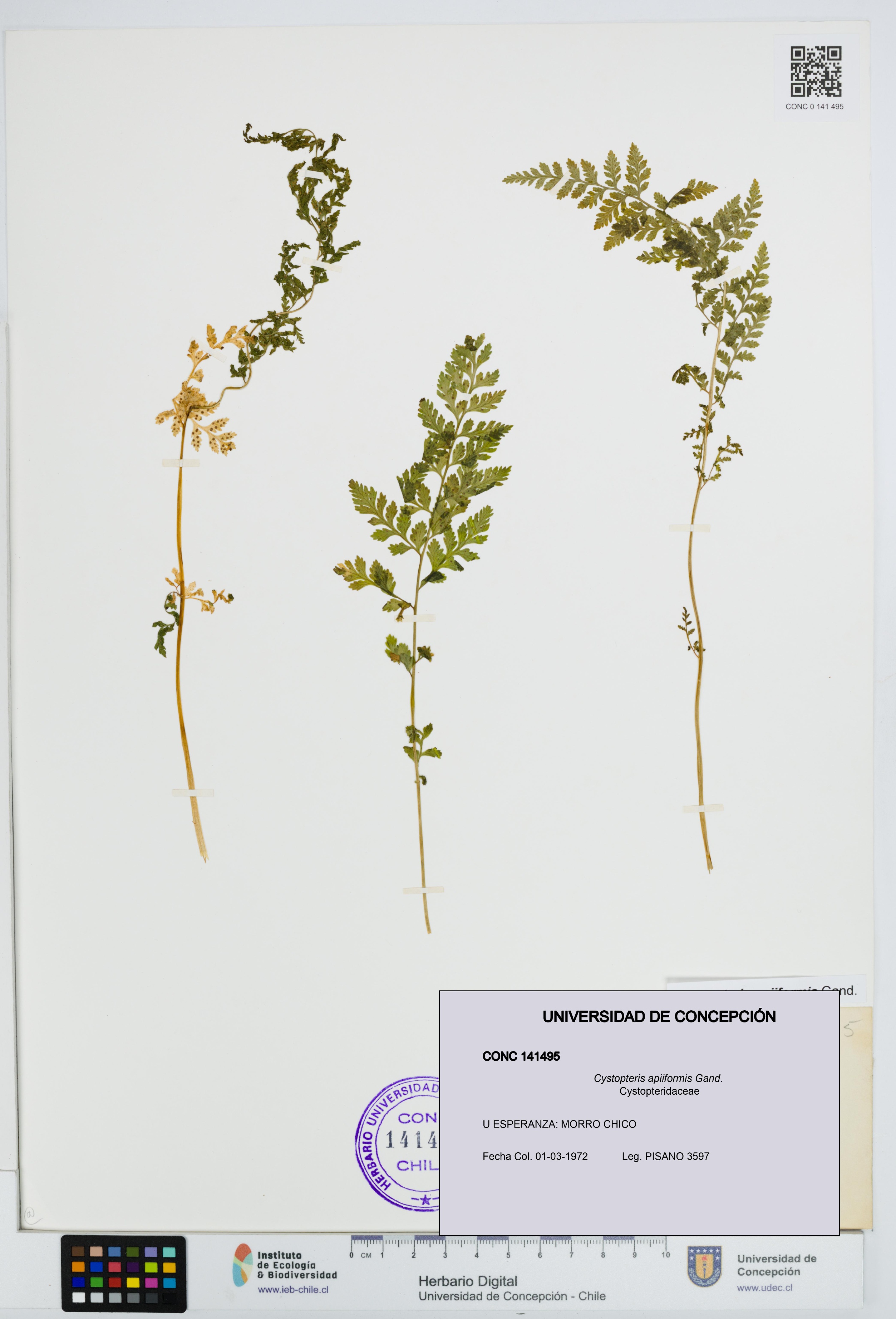 Cystopteris apiiformis [Espécimen: UDEC:CONC:0141495]