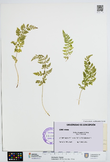 Cystopteris apiiformis [Espécimen: UDEC:CONC:0141496]