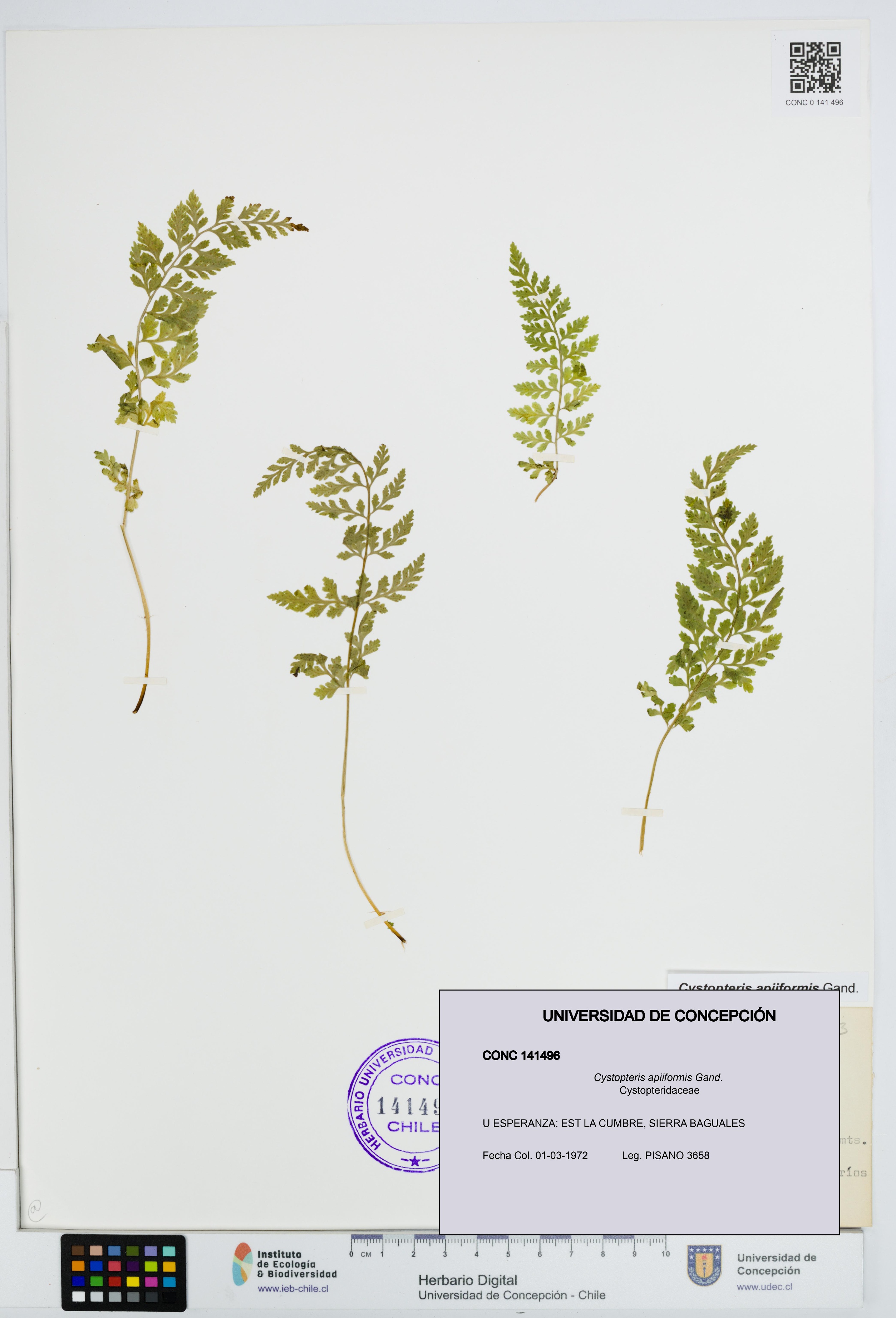 Cystopteris apiiformis [Espécimen: UDEC:CONC:0141496]