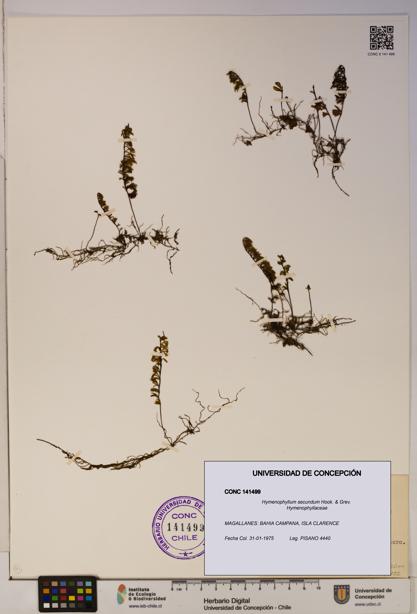 Hymenophyllum secundum [Espécimen: ]