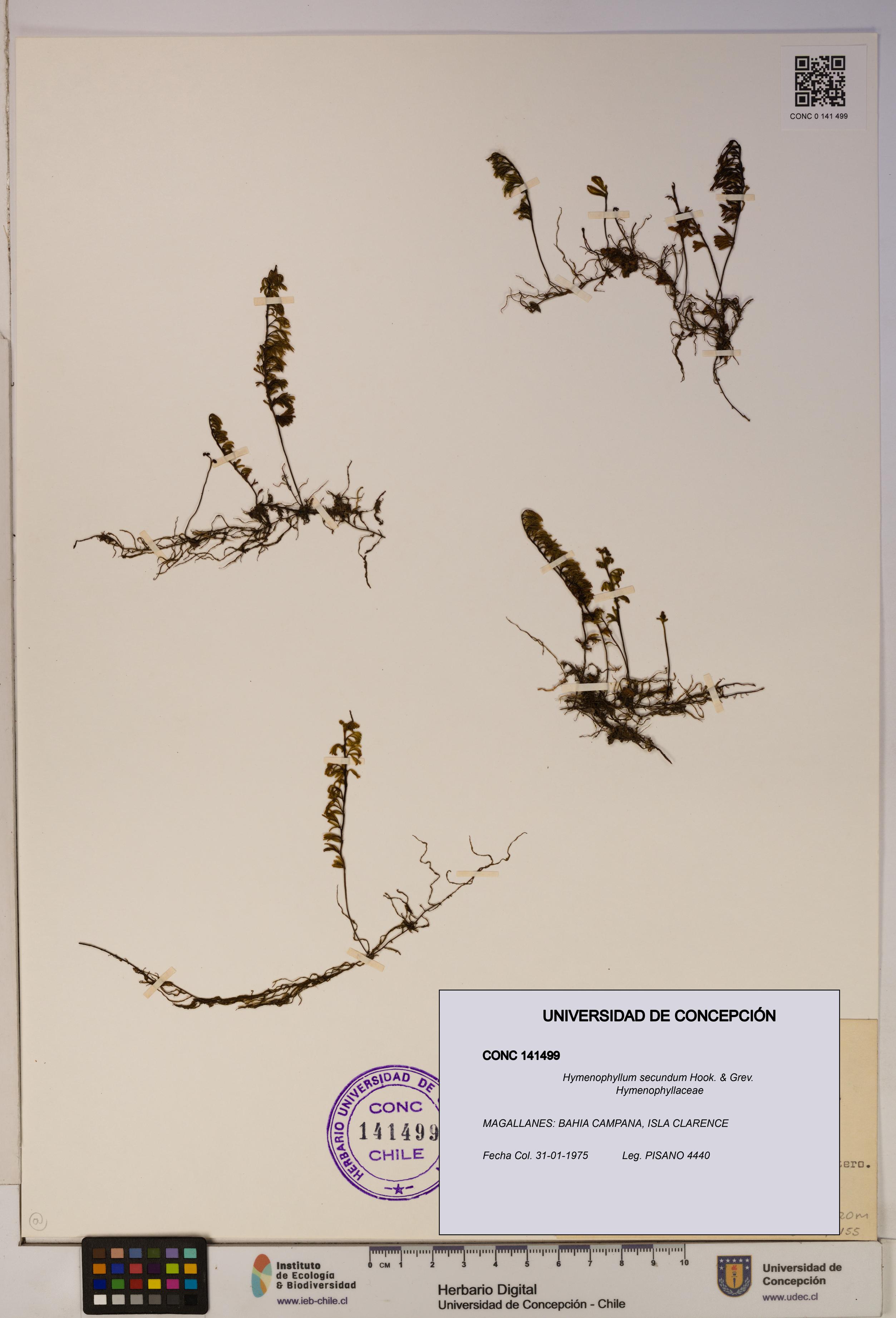 Hymenophyllum secundum [Espécimen: ]