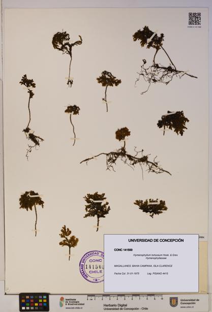 Hymenophyllum tortuosum [Espécimen: ]