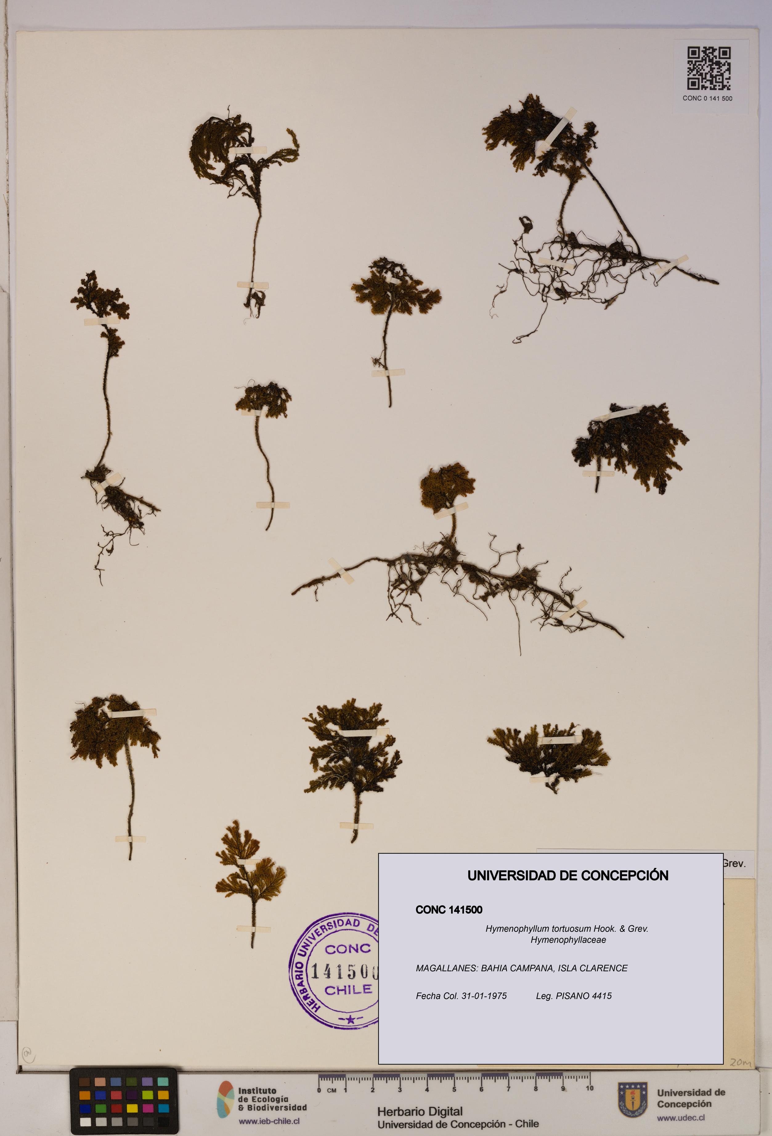 Hymenophyllum tortuosum [Espécimen: ]