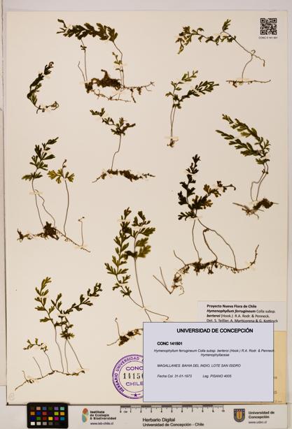 Hymenophyllum ferrugineum [Espécimen: UDEC:CONC:0141501]