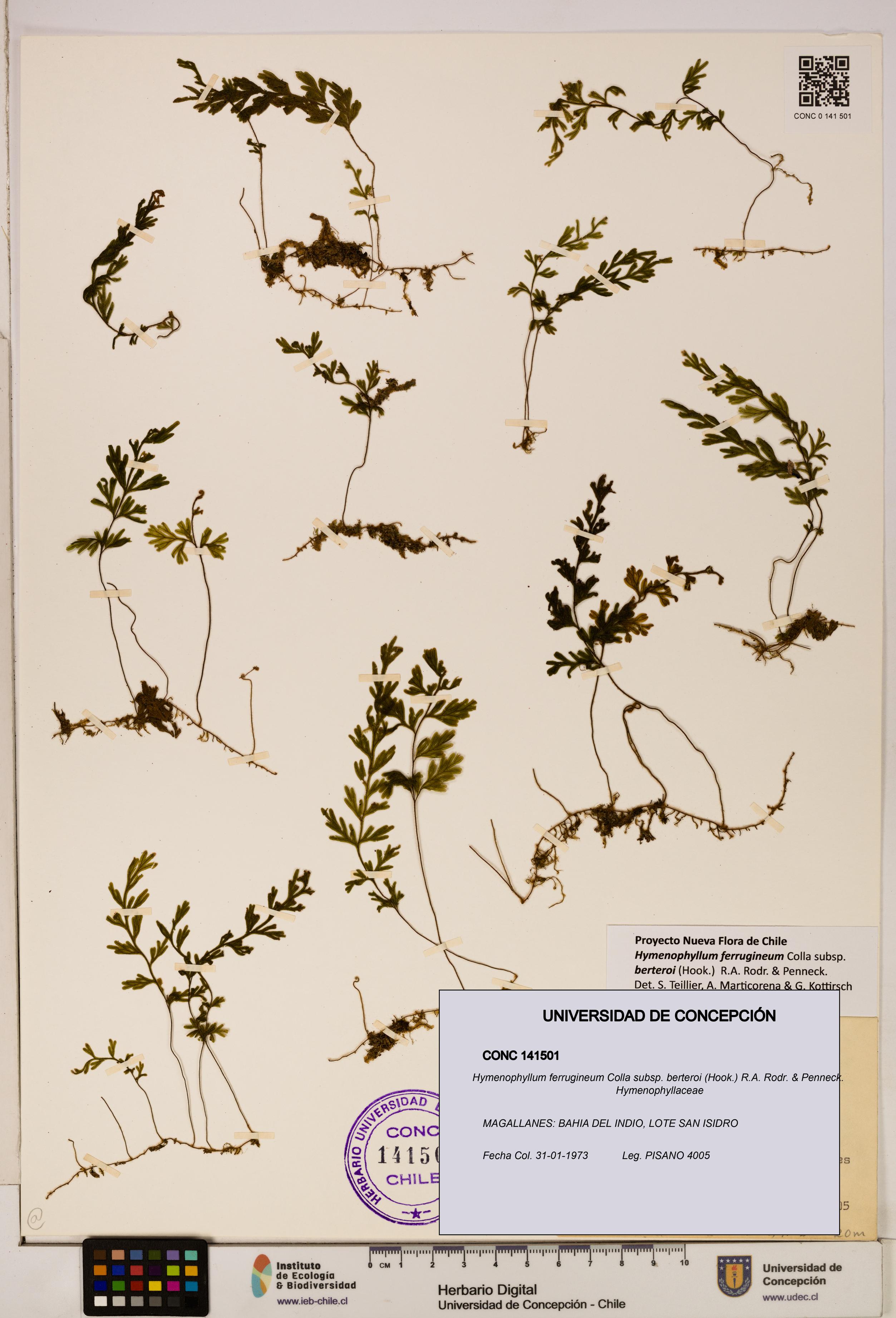 Hymenophyllum ferrugineum [Espécimen: UDEC:CONC:0141501]