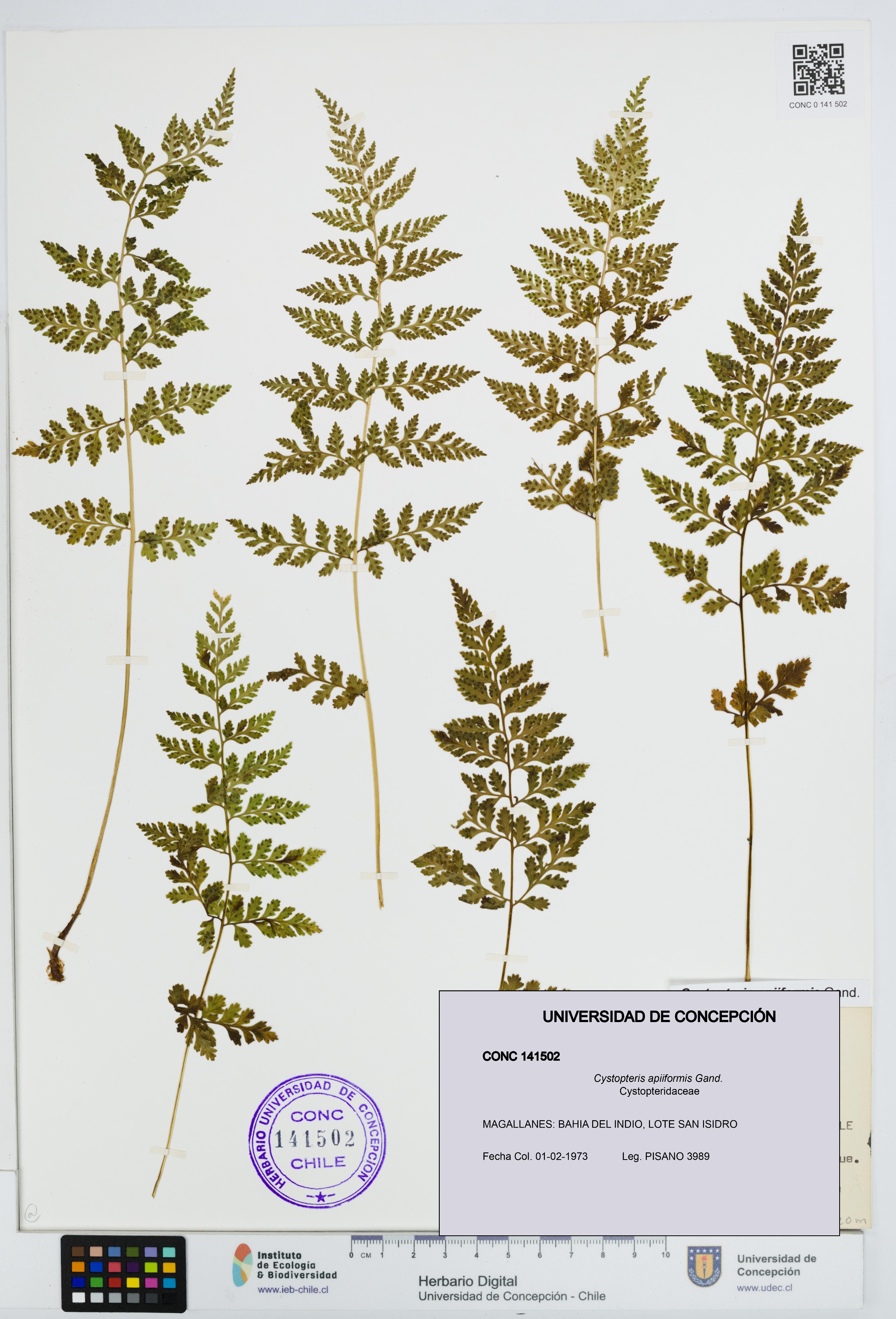 Cystopteris apiiformis [Espécimen: UDEC:CONC:0141502]