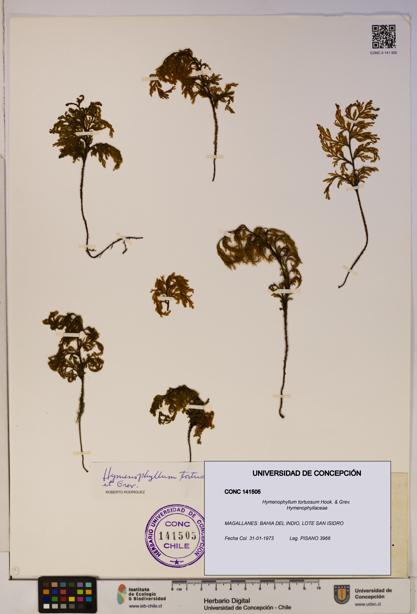 Hymenophyllum tortuosum [Espécimen: ]