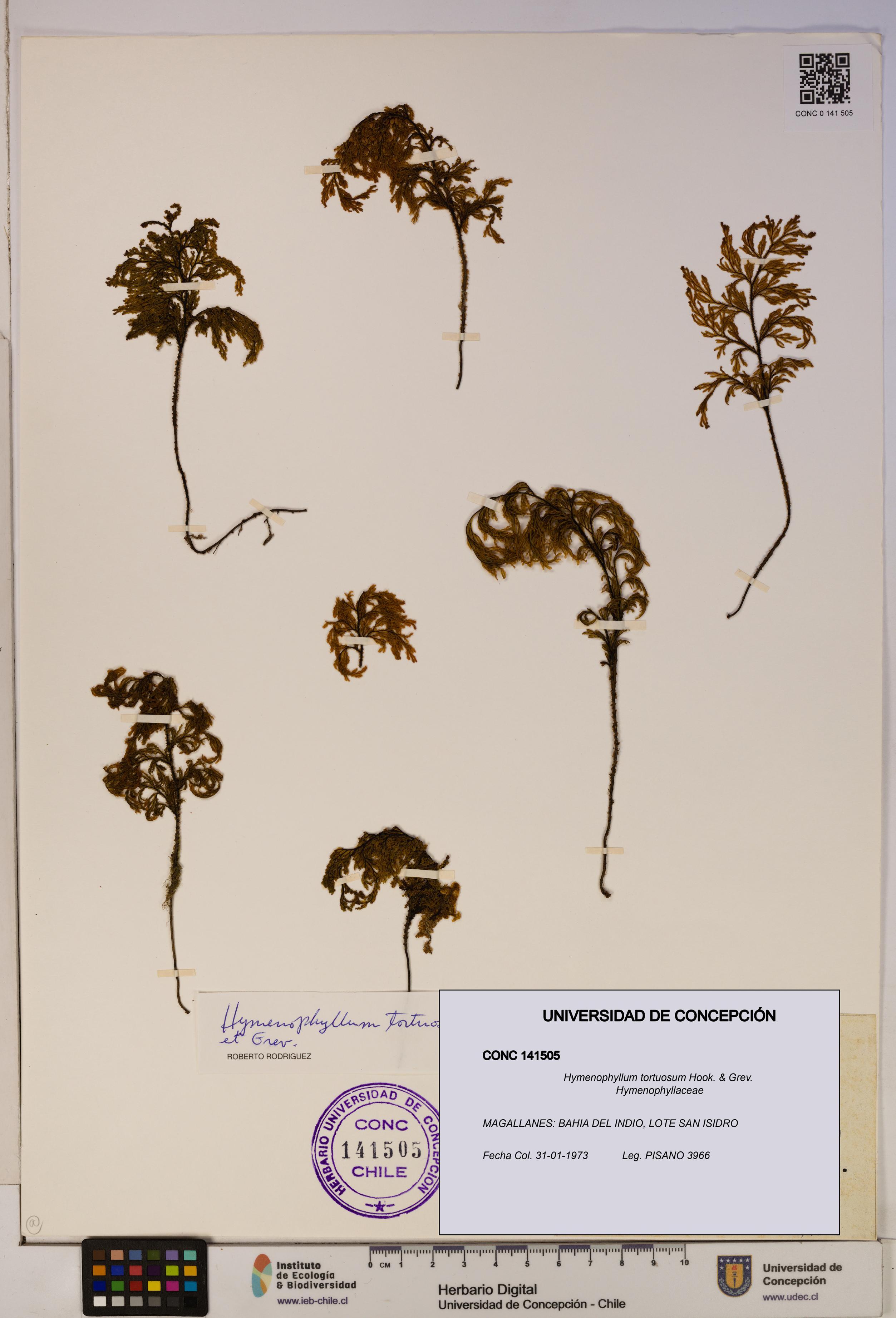 Hymenophyllum tortuosum [Espécimen: ]