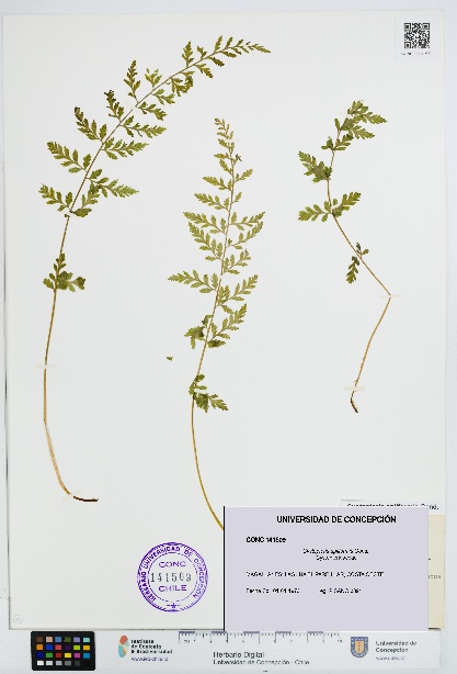 Cystopteris apiiformis [Espécimen: UDEC:CONC:0141509]