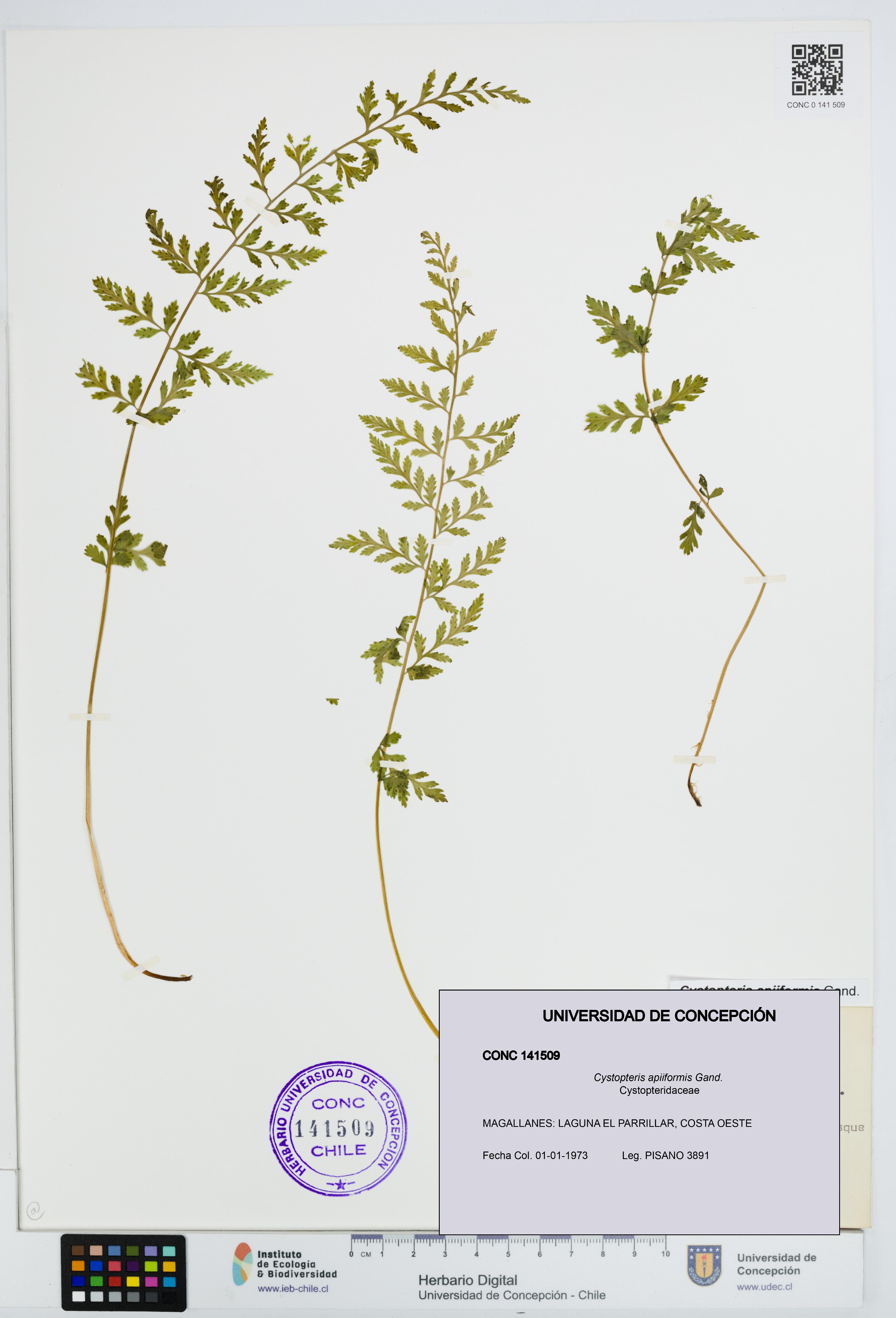 Cystopteris apiiformis [Espécimen: UDEC:CONC:0141509]