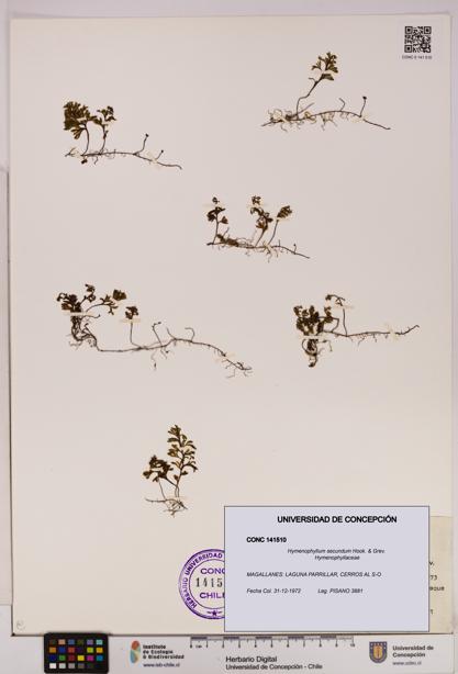 Hymenophyllum secundum [Espécimen: UDEC:CONC:0141510]