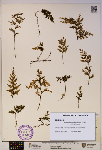 Hymenophyllum tortuosum [Espécimen: ]