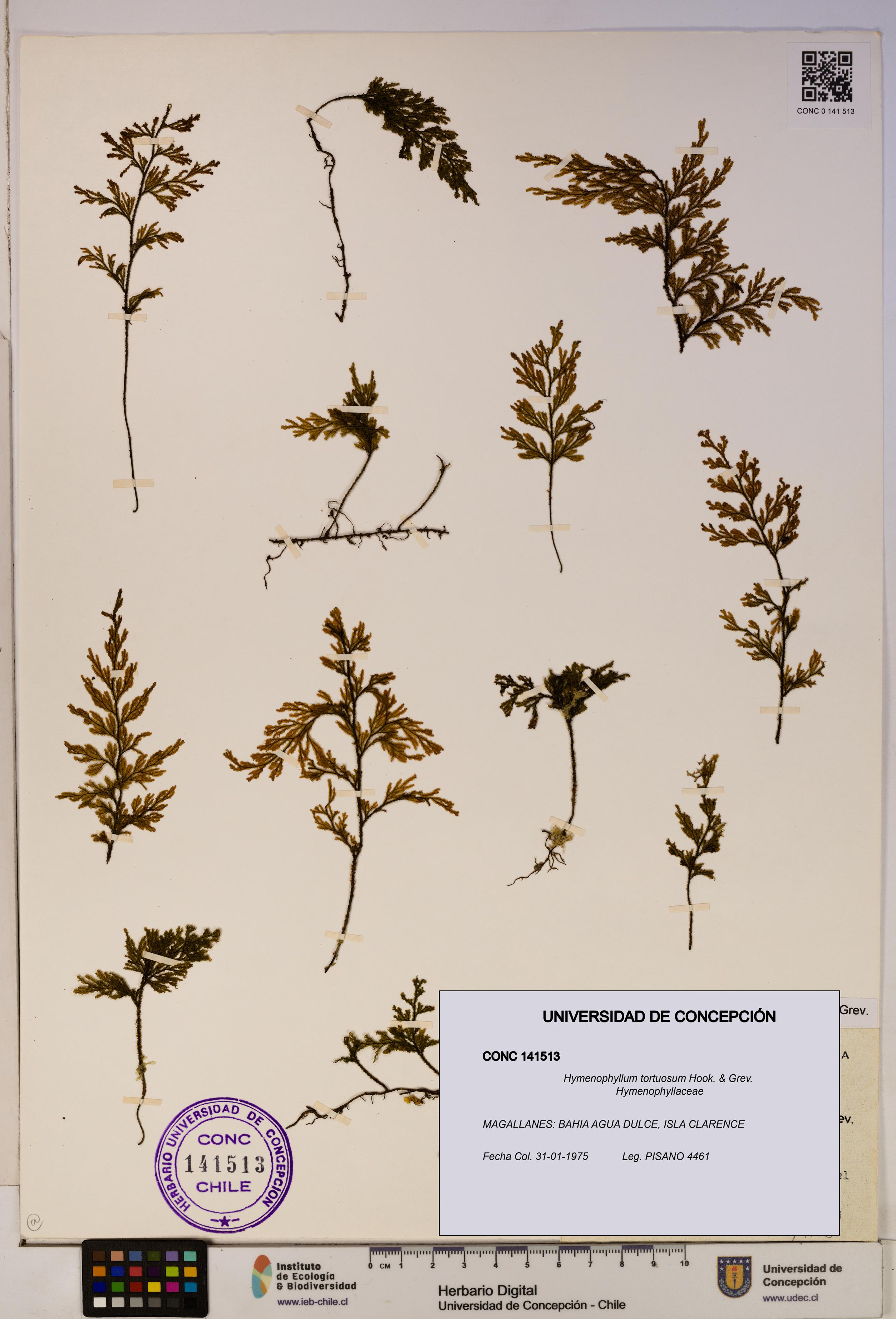 Hymenophyllum tortuosum [Espécimen: ]