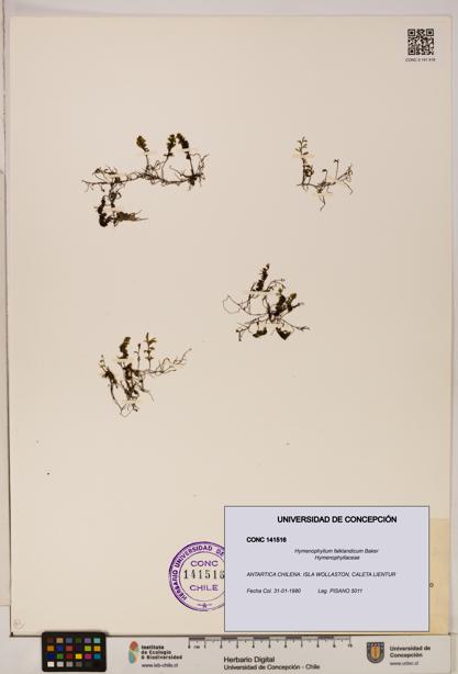 Hymenophyllum falklandicum [Espécimen: UDEC:CONC:0141516]