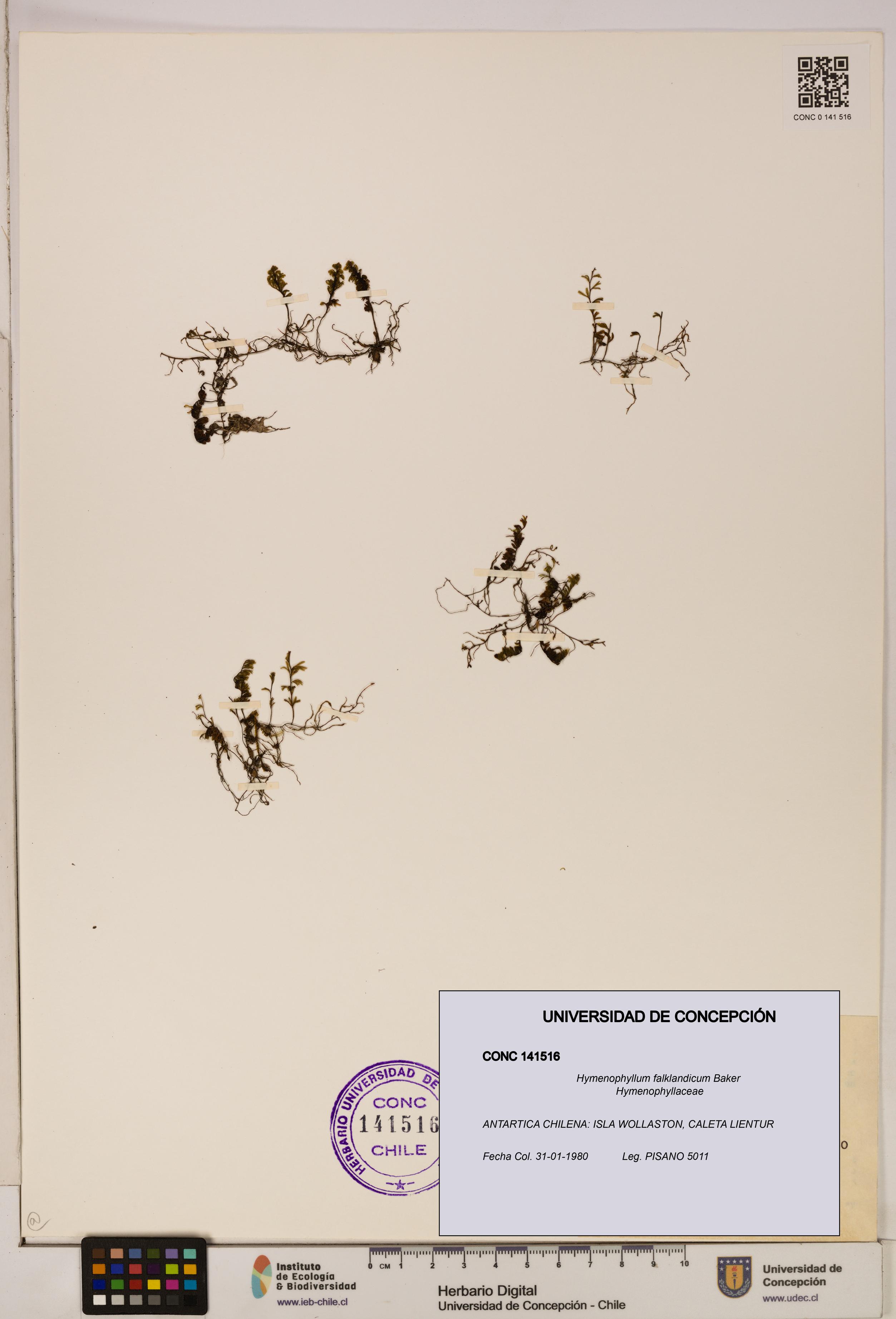 Hymenophyllum falklandicum [Espécimen: UDEC:CONC:0141516]