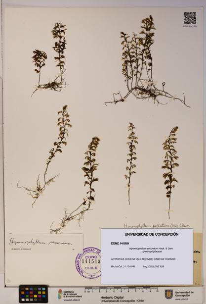 Hymenophyllum secundum [Espécimen: ]