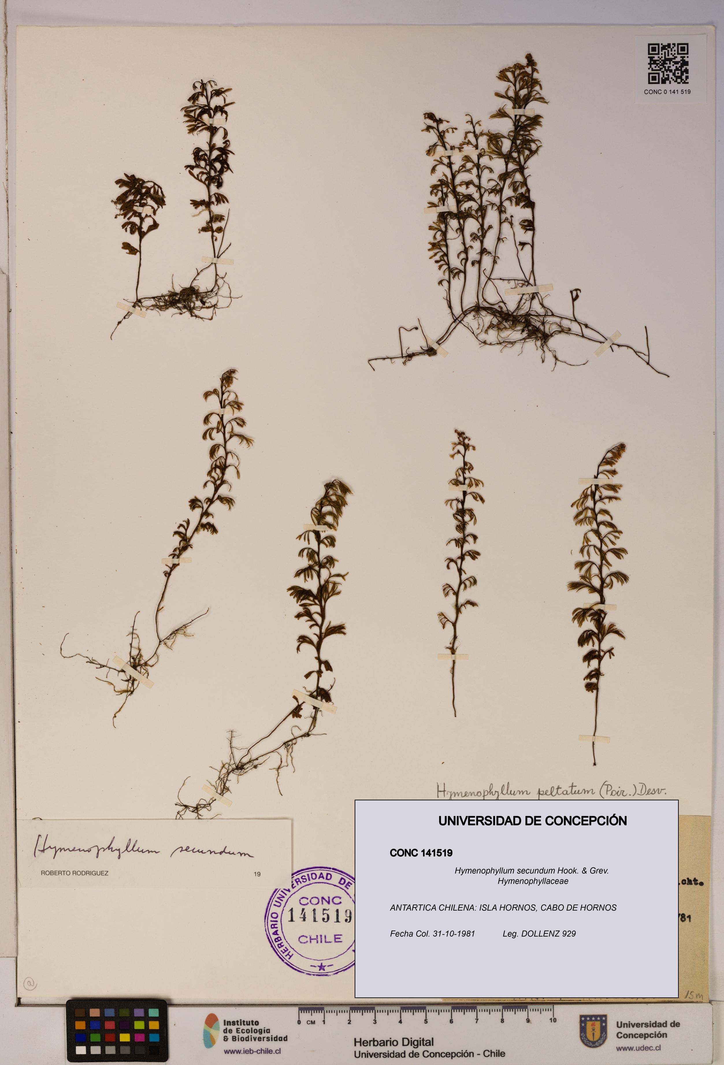 Hymenophyllum secundum [Espécimen: ]